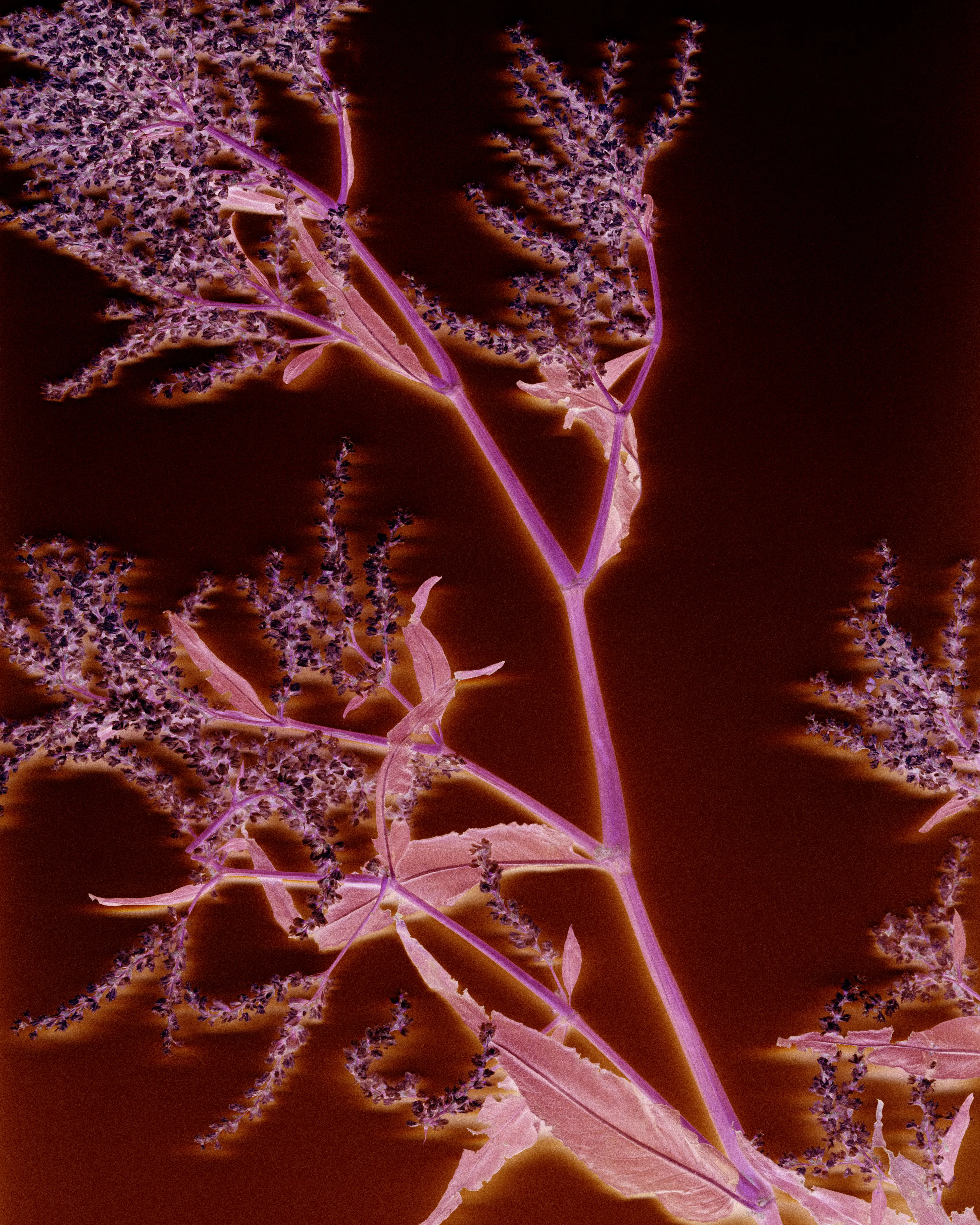 L&rsquo;Herbier #2, s&eacute;rie Le Jardin d'Hannibal